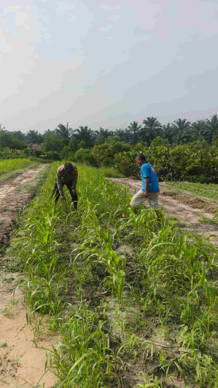 IMG-20260718-WA0012